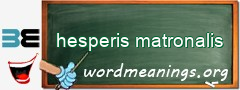 WordMeaning blackboard for hesperis matronalis